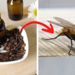 Muhe i komarci će NESTATI za sat vremena: Stavite ovo čudo u svoju kuću i nećete ih više vidjeti u svom stanu!